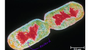 <p>What are nucleoids?</p>