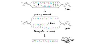 <ol><li><p>The enzyme DNA helicase breaks the hydrogen bonds between the DNA base pairs to unwind the double helix.</p></li><li><p>RNA polymerase reads the template strand</p></li><li><p>mRNA is built.</p></li></ol><p></p>