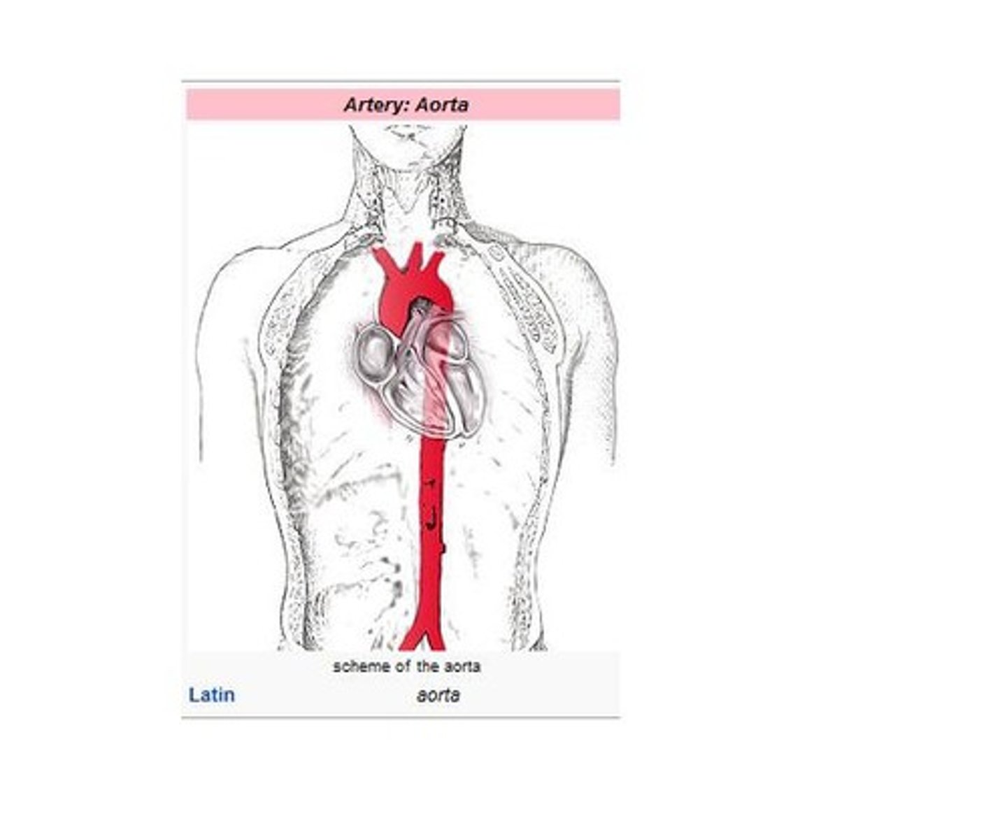 <p>aorta</p>