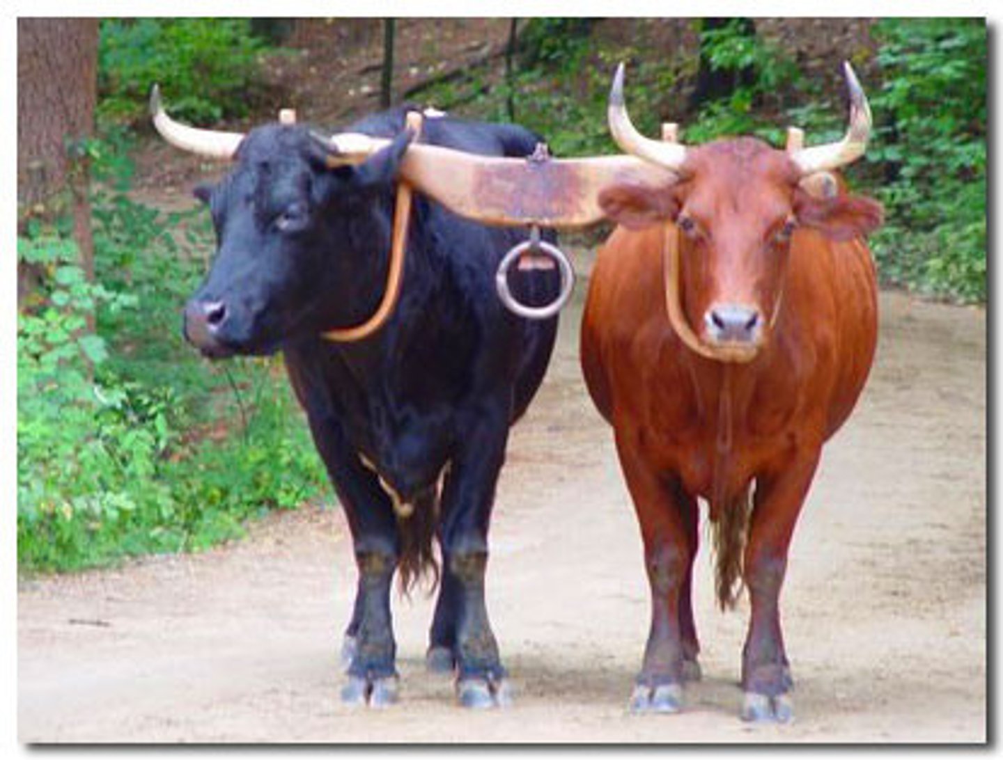 <p>male bull or cow</p>
