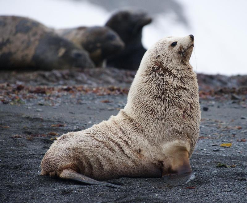 What genus do southern fur seals belong to?