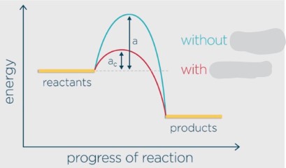 <p>Allows for an alternate pathway of <strong>lower activation energy</strong> so that more collisions can overcome the barrier more often, increasing the rate. They are <strong>not consumed</strong> in reactions and can be <strong>reused</strong>.</p>