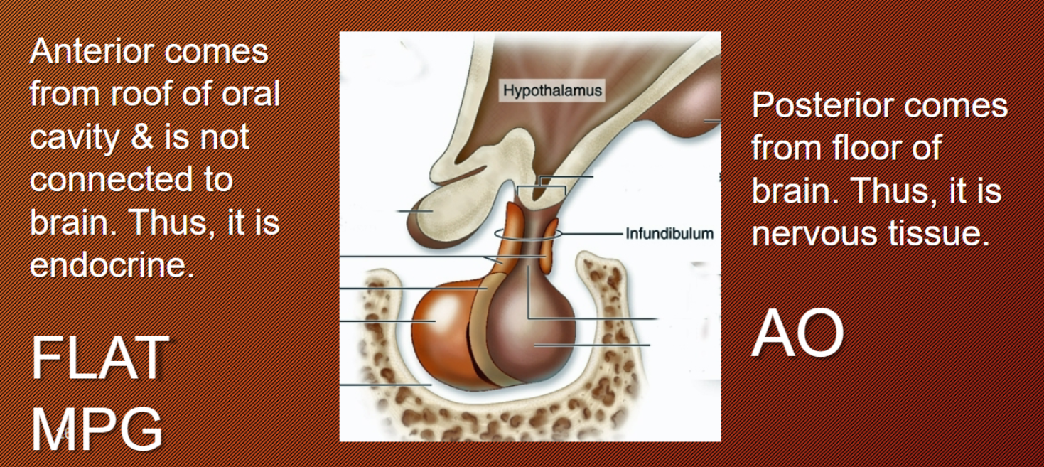 <p>Pituitary Gland</p>