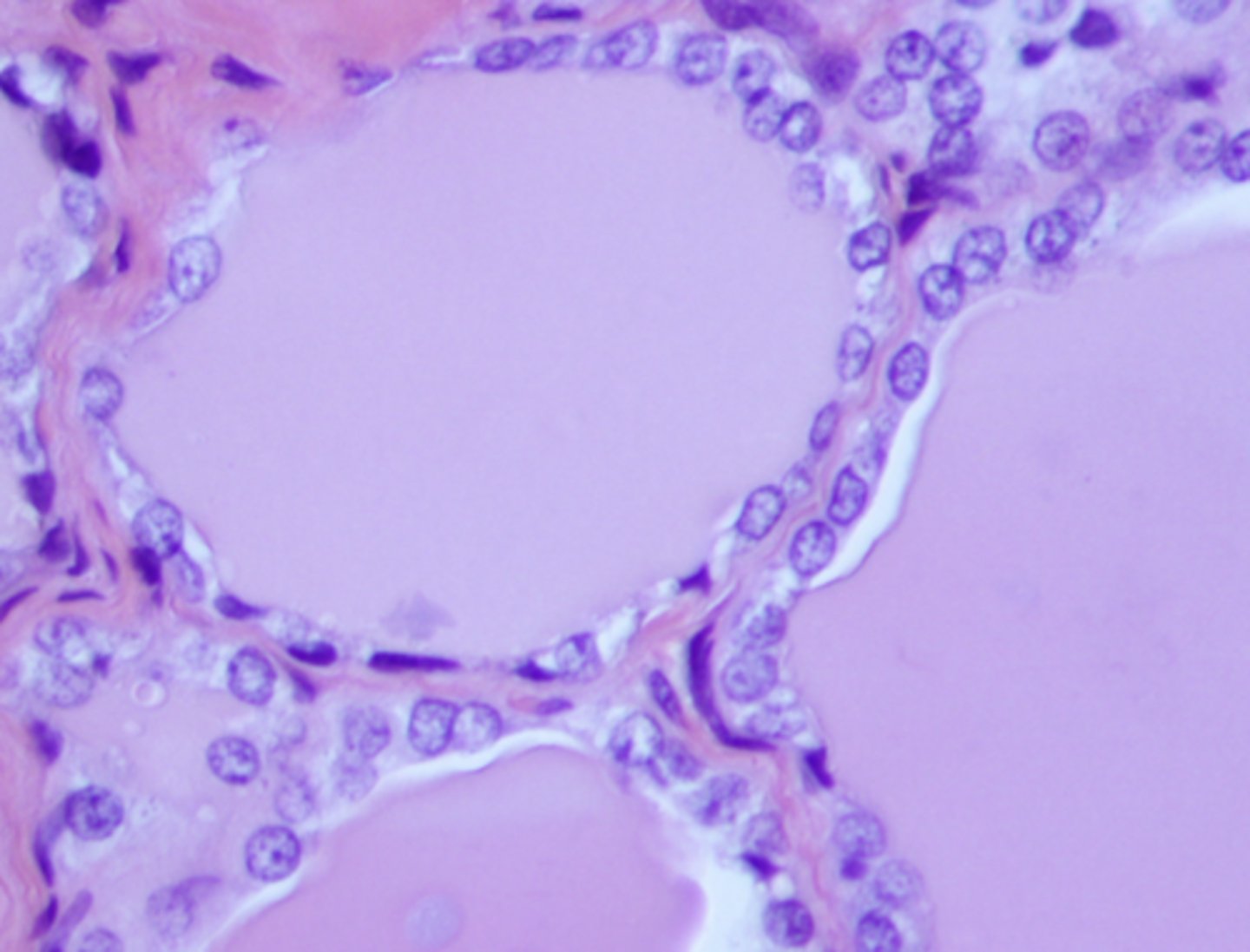 <p>what cell type is shown</p>