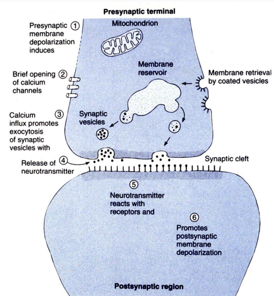 <p>•<strong> Action potentia</strong>l arrives at the presynaptic terminal </p><p>– Entire ending is depolarized </p><p>• <strong>Calcium channels open</strong>; calcium ions enter and activate vesicle binding to presynaptic membrane </p><p>– Calcium influx triggers enzymatic events</p><p>• <strong>Neurotransmitter released</strong>, diffuses across synaptic cleft </p><p>– Each vesicle may contain up to 10,000 molecules of neurotransmitter </p><p>• Membrane potential of postsynaptic neuron changes</p><p>– Can bind to more than 1 type of receptor, with different physiological effects </p><p>– Binding often influenced by presence of ions, drugs</p>