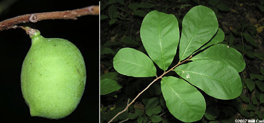 <p>Family<br>Genus<br>Species<br>Common Name</p>