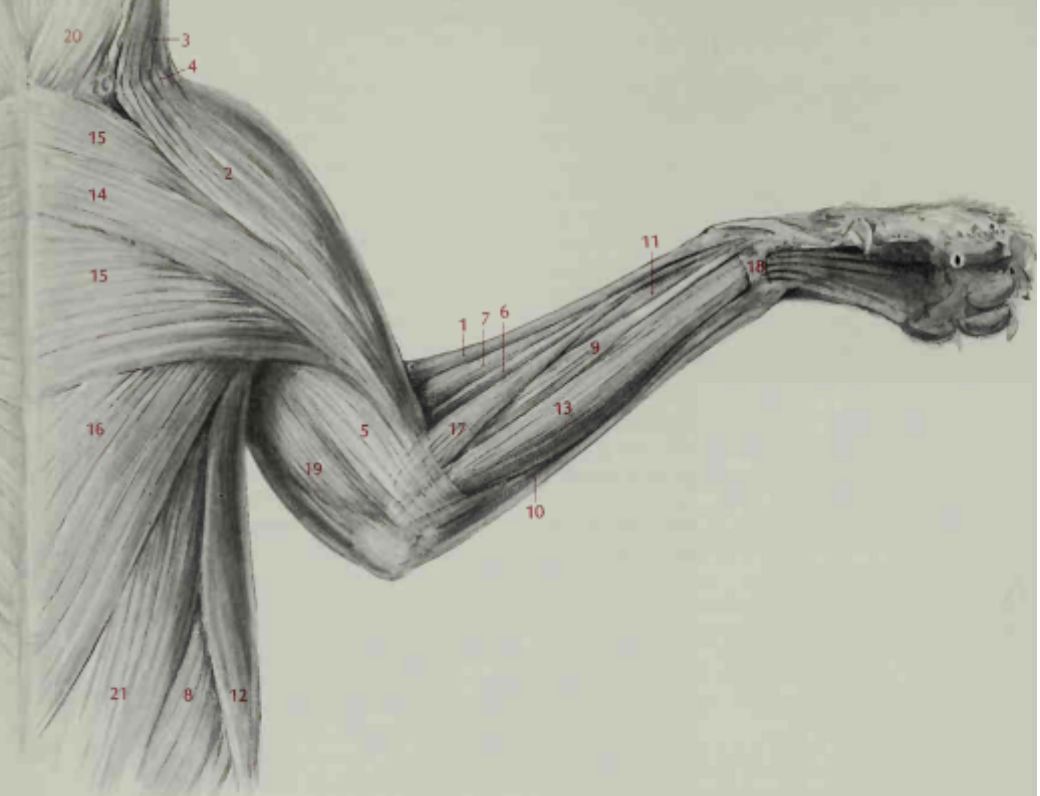 <p>Brachioradialis</p>