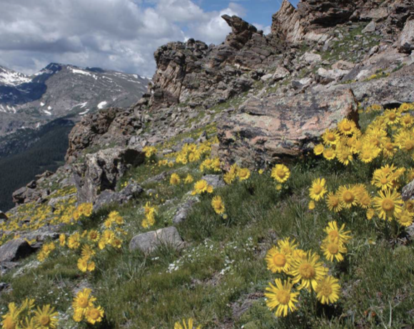 <ul><li><p>very cold</p></li><li><p>very low precipitation</p></li><li><p>dominated by </p><ul><li><p>small shrubs</p></li><li><p>grasses</p></li><li><p>herbs</p></li><li><p>mosses</p></li><li><p>lichens</p></li></ul></li><li><p>low animal diversity</p></li><li><p>dominant vertebrates are herbivores</p></li><li><p>very low NPP</p></li></ul><p></p>