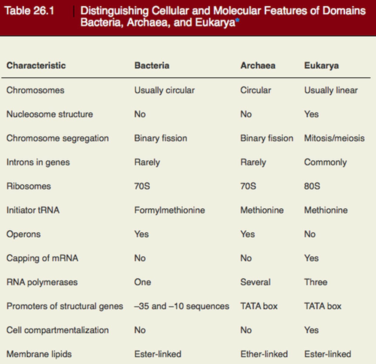 <p>True. Archaea may look a lot more like Bacteria, but their genes and metabolic pathways are more similar to Eukaryotes than Bacteria.</p>