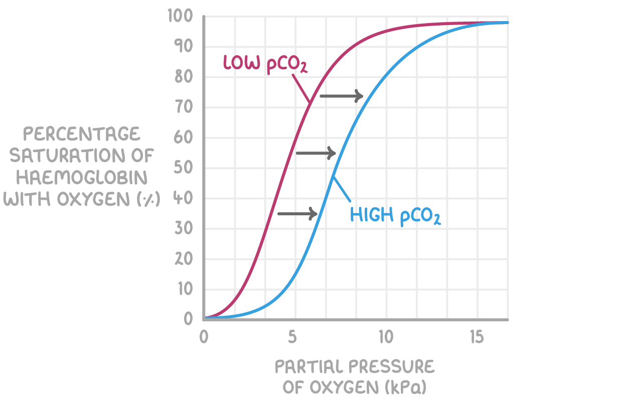 <p><strong><em>p</em>CO<sub>2</sub> affects haemoglobin saturation as follows:</strong></p><ul><li><p>Higher <em>p</em>CO<sub>2</sub> at respiring tissues causes haemoglobin to release oxygen.</p></li><li><p>This is because of the Bohr effect, which is the decreased affinity for oxygen in haemoglobin when carbon dioxide is present.</p></li><li><p>This means the oxygen saturation of haemoglobin is lower for a given <em>p</em>O<sub>2</sub> when&nbsp;<em>p</em>CO<sub>2</sub> is higher.</p></li></ul><p><br></p>
