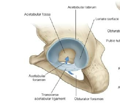 <ul><li><p><strong><em><u>Acetabular Labrum:</u></em></strong> fibrocartilage collar that surrounds and Deepens the acetabulum</p></li><li><p><strong><em><u>Transverse acetabular ligament</u></em></strong> has vessels passing through it <br></p></li></ul><p></p>