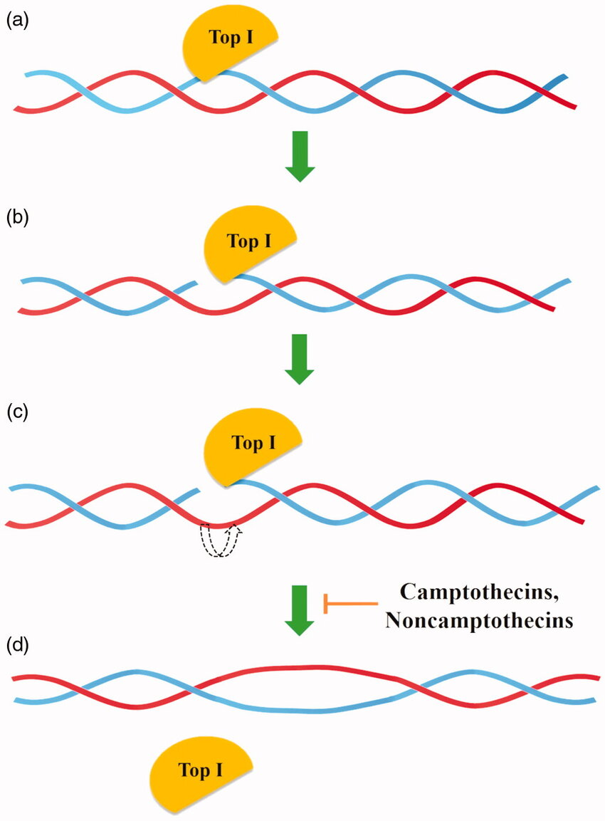 <p>A molecule that unwinds DNA before it is to be broken down by helicase.</p>