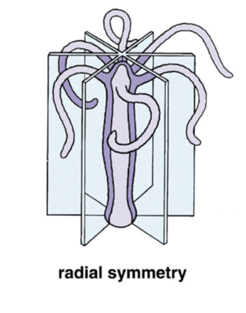 <p>the organism has at least two cutting planes that produce roughly identical pieces</p>
