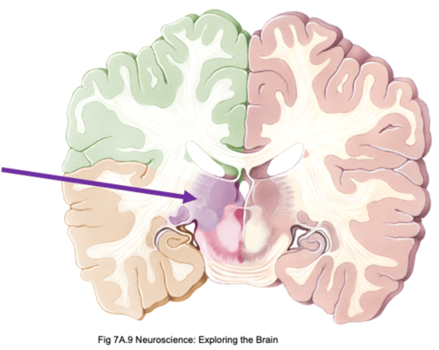 <p>The thalamus is part of the ...?</p>
