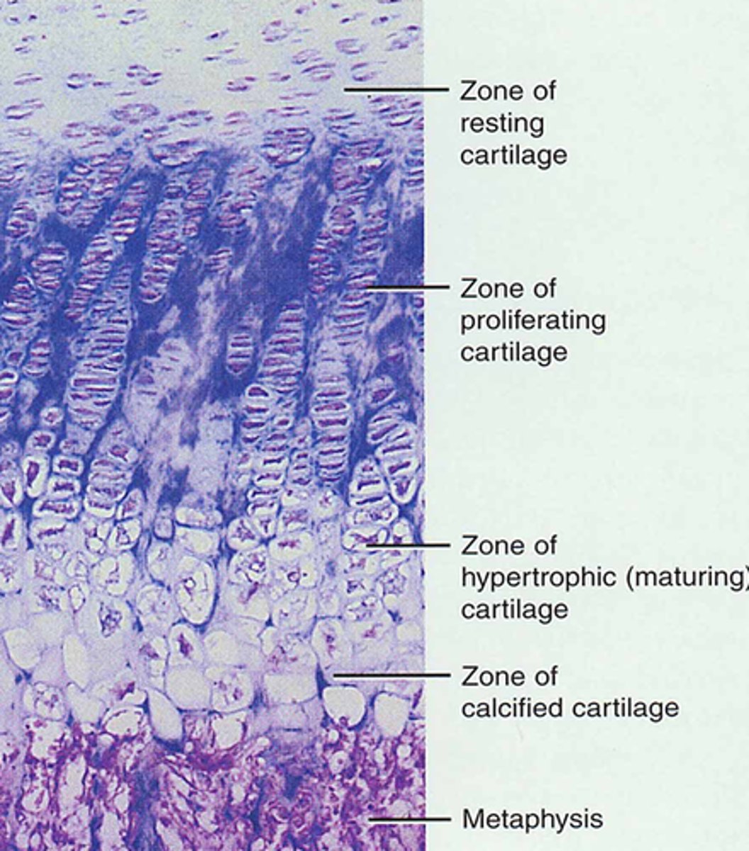 <p>older cartilage cells enlarge</p>