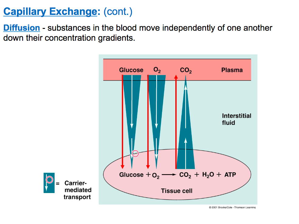 <p>ECF : makes up interestrial fluid and and plasma&nbsp;</p><p>exchange occurs between blood and interestrial fluid and exchange occurs via diffusion and bulk flow. glucoses uses a carried mediated transporter when there is too much glucose in the interestitial fluid&nbsp;</p><p>Bulk flow two types: into tissues: filtiration and into plasma: reabsorption&nbsp;</p>