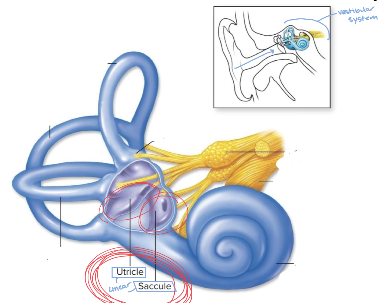 <p>the saccule and utricle</p>