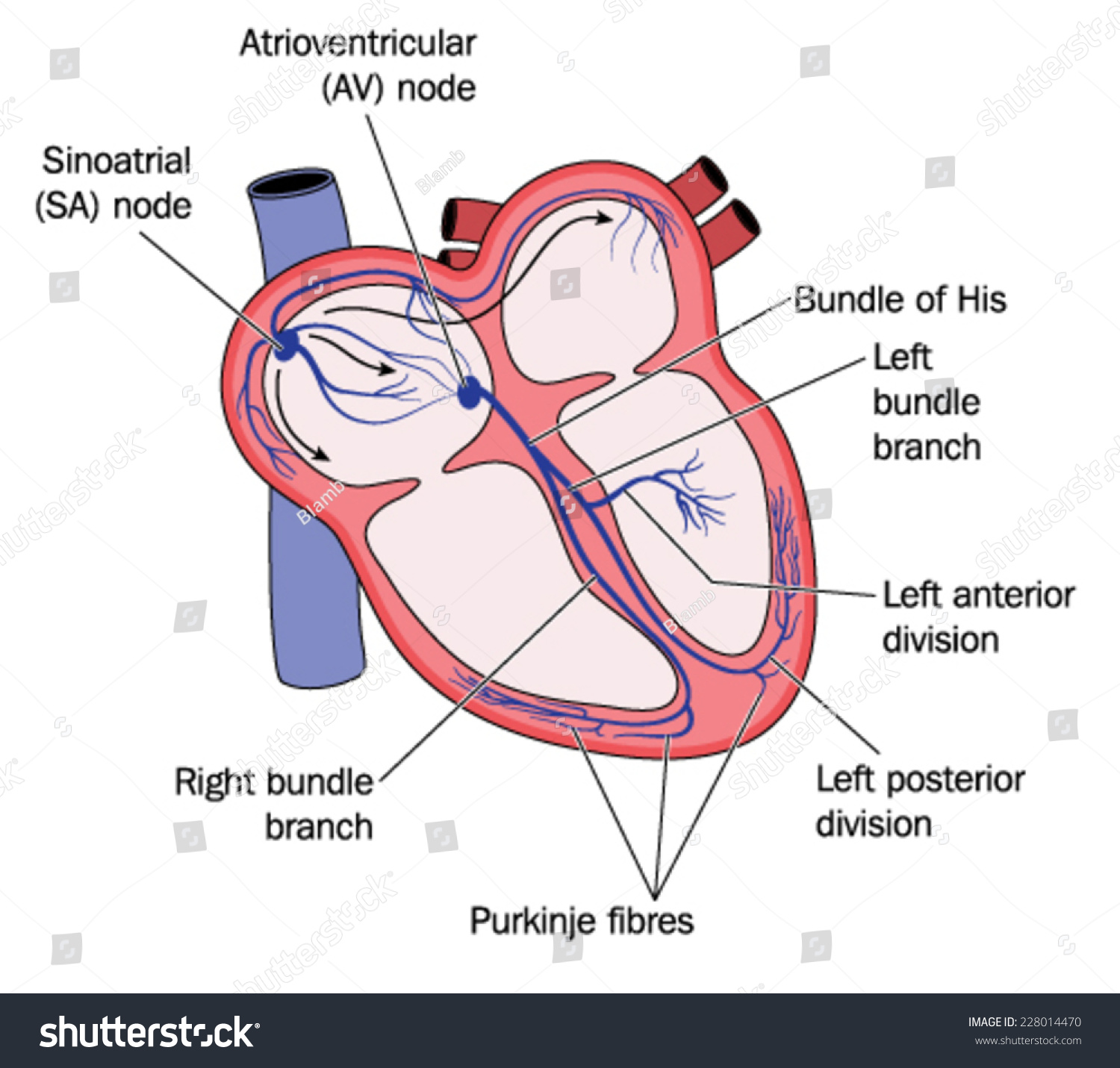 <p>C. the node on the floor of the right atrium would act as a secondary pacemaker</p><p><em>If the </em><strong><em>sinoatrial (SA) node</em></strong><em> — the heart's </em><strong><em>natural pacemaker</em></strong><em> — fails to fire, the next in line is the </em><strong><em>atrioventricular (AV) node</em></strong><em>, which is located on the </em><strong><em>floor of the right atrium</em></strong><em>, near the opening of the coronary sinus.</em></p><ul><li><p><em>The </em><strong><em>AV node</em></strong><em> can generate impulses on its own, though more slowly (~40–60 bpm).</em></p></li><li><p><em>This acts as a </em><strong><em>backup pacemaker</em></strong><em>, helping maintain cardiac rhythm, though less efficiently.</em></p></li></ul><p></p>