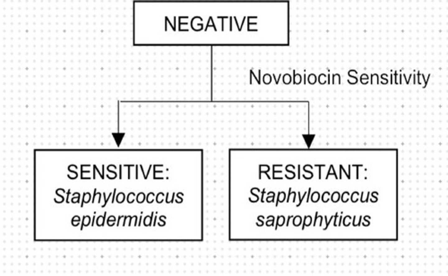 <p>b. Staphylococcus saphropyticus</p>