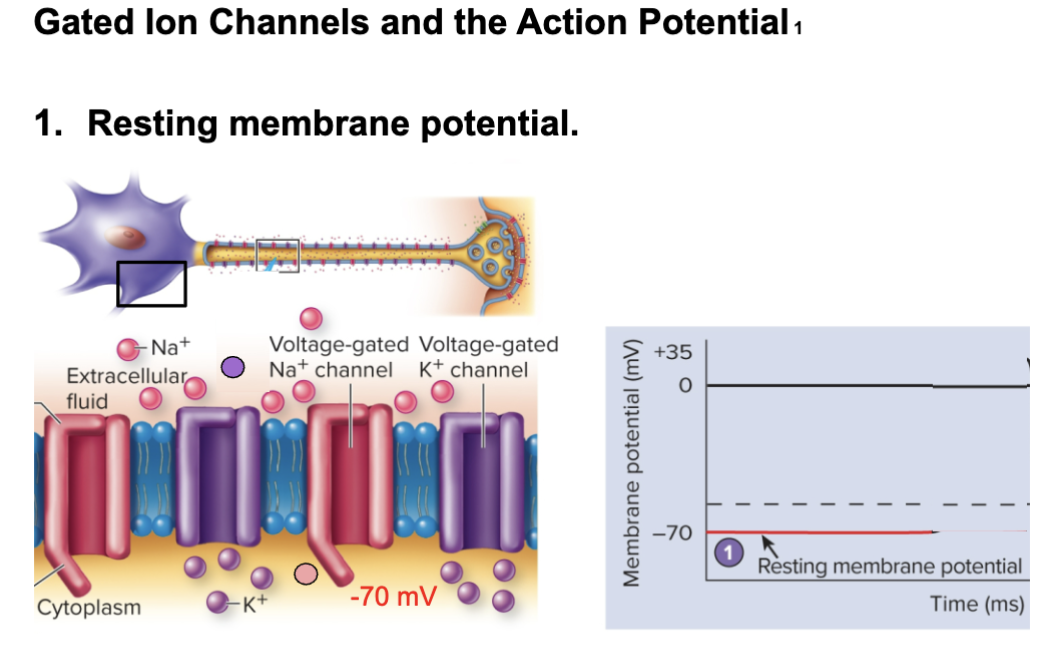 <ul><li><p>Resting potential</p></li><li><p>-70mV</p></li><li><p>Na+ + K+ channels are closed</p></li></ul><p></p>