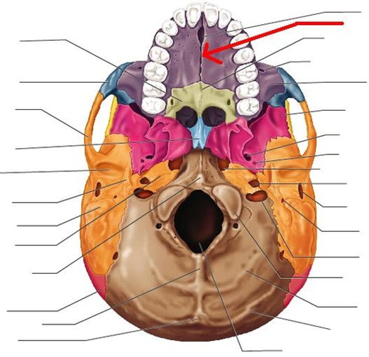 <p>the suture between the two maxillae of the upper jawbone</p>