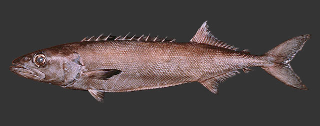 <p>Brown to dark brown</p><p>abdomen keeled with bony scales</p><p>The tips of the pectoral and pelvic fins are blackish</p><p>Second dorsal fins followed by two finlets</p><p>lateral line is straight posteriorly</p>