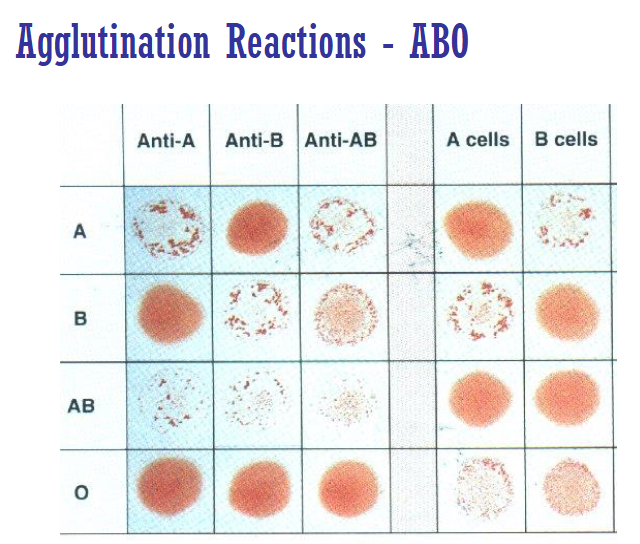 <ul><li><p><u><span>Predominantly IgM (pentamer)</span></u></p></li><li><p><span>There are small quantities of IgG present</span></p><ul><li><p><span>O blood type produce Anti-A, Anti-B and Anti-A,B</span></p></li><li><p><span>Anti-A,B is </span><strong><span>IgG</span></strong><span> and is a separate "cross-reacting" antibody</span></p></li></ul></li><li><p><span>Activate complement, cause intravascular hemolysis</span></p></li><li><p><span>React best at room temperature (22 C) or colder</span></p></li><li><p><span>Produce strong direct agglutination reactions</span></p></li></ul><p></p>