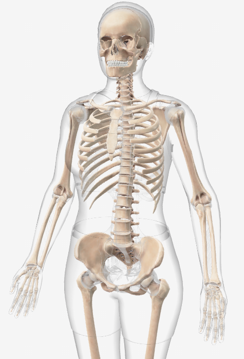 <p><span>Provides a structural framework for the body, facilitating movement, and protects vital organs</span></p>