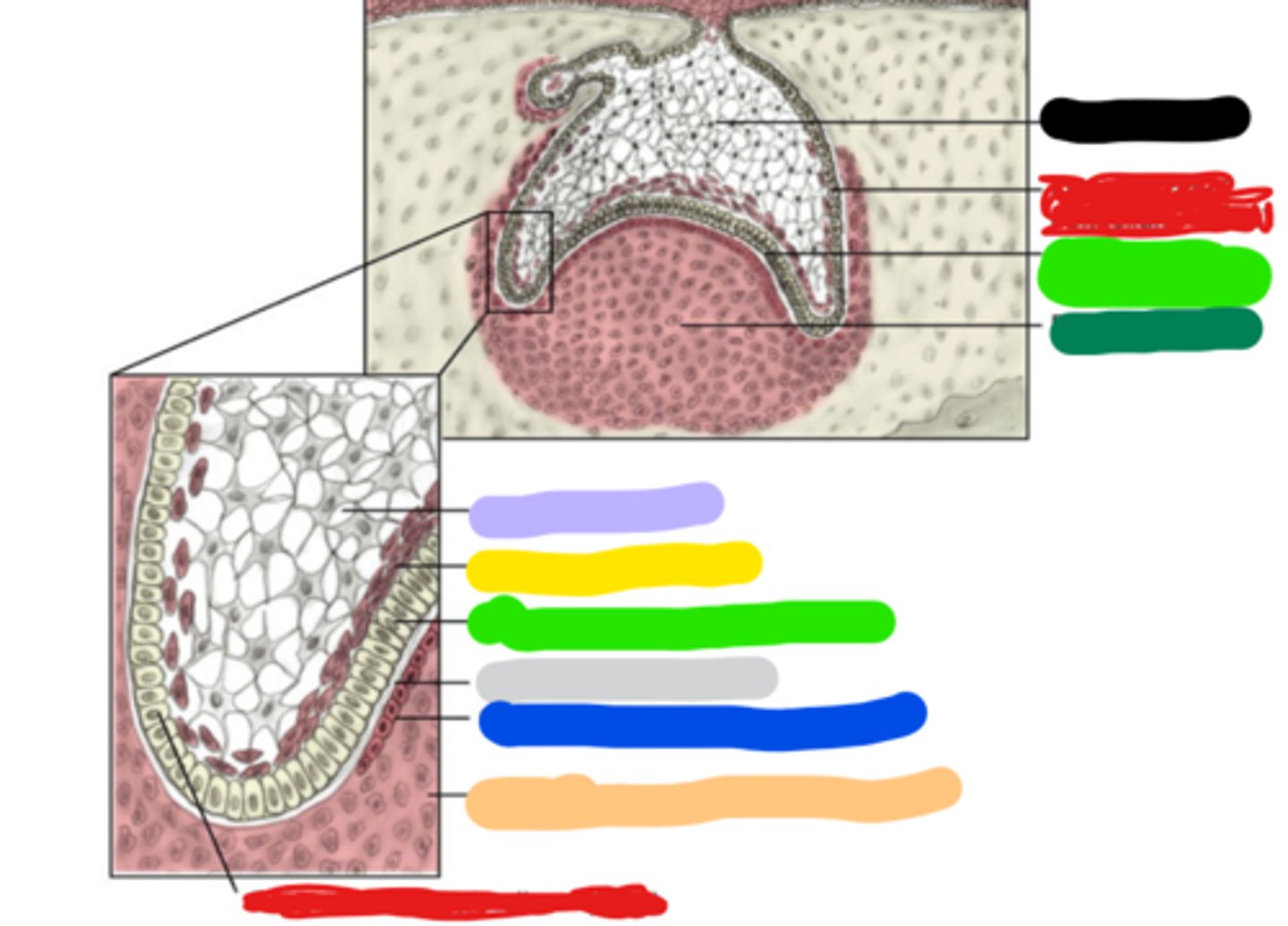 <p>Outline the concavity in the deepest part, continuous with OEE cells (light green)</p>