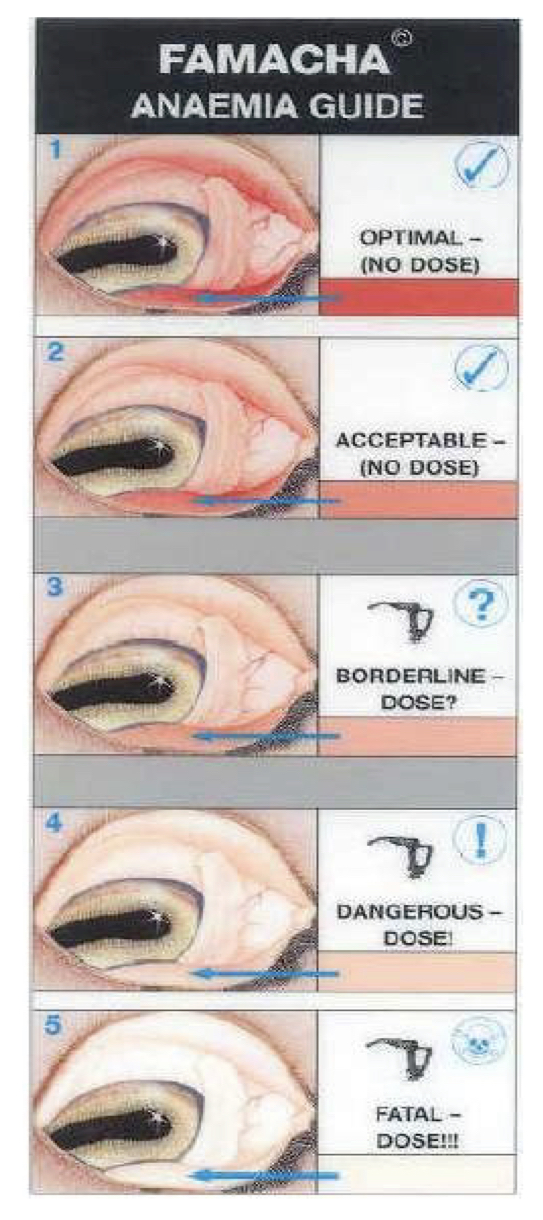 * kleurkaart voor anemie
* kijken naar conjunctiva
* enkel gebruikt voor Haemonchus
