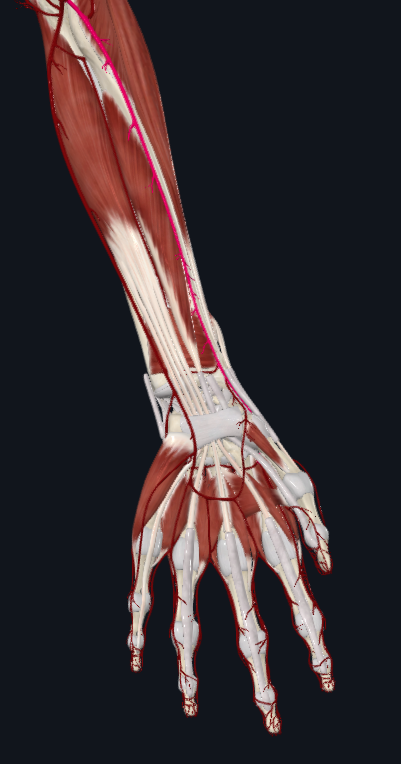 <p>What artery is this</p>