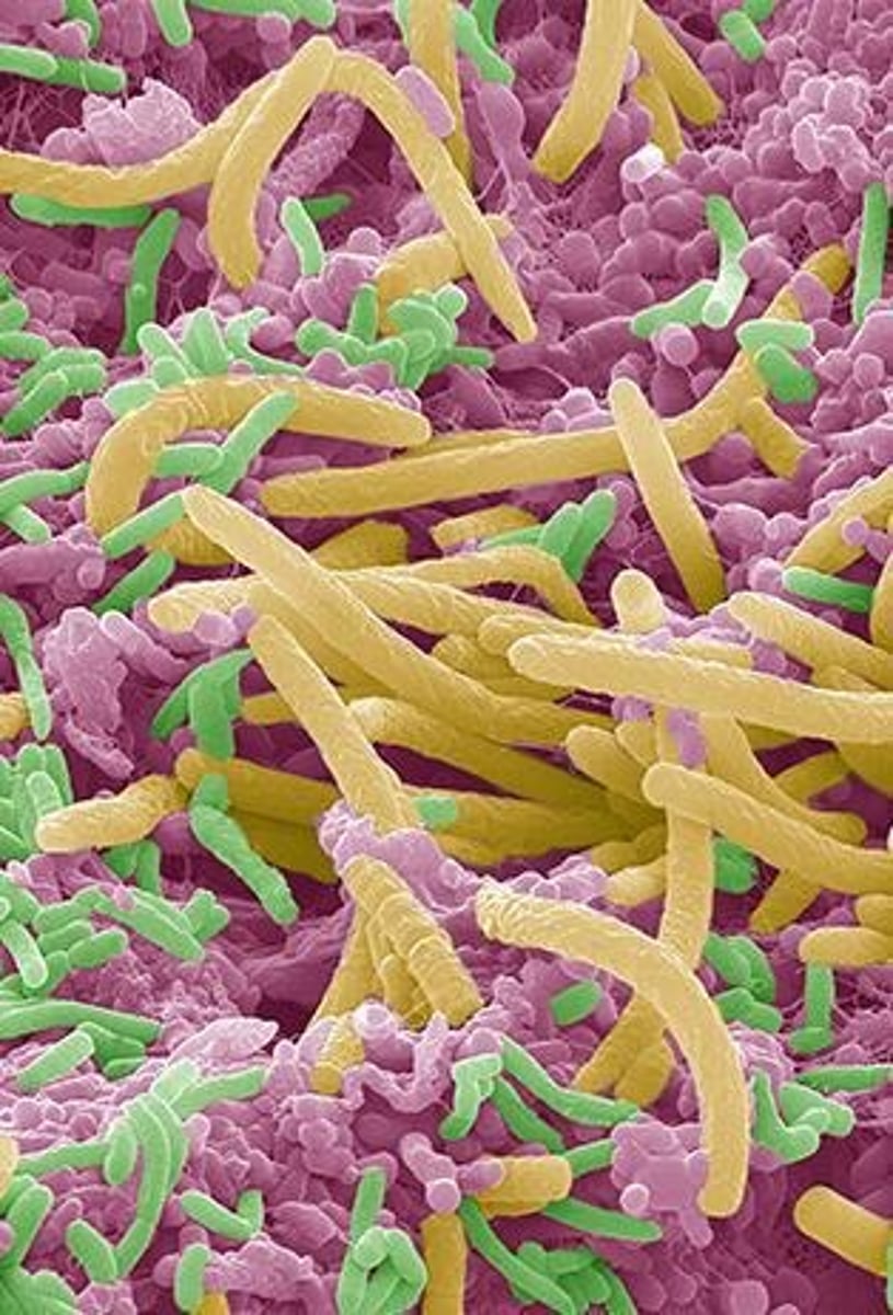 <p>One of the two domains of prokaryotes.</p>