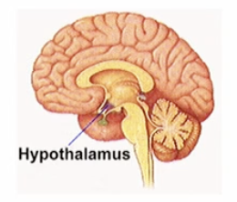 <p>the thermoregulatory centre in the hypothalamus </p>