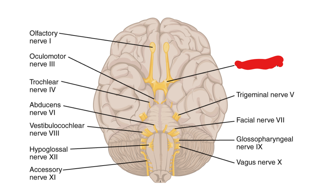 <p>What Cranial Nerve Is this?</p>