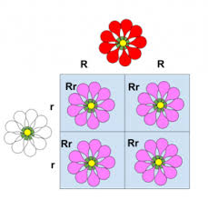 <p>Genetic inheritance were neither allele  is completely dominant over the other</p>