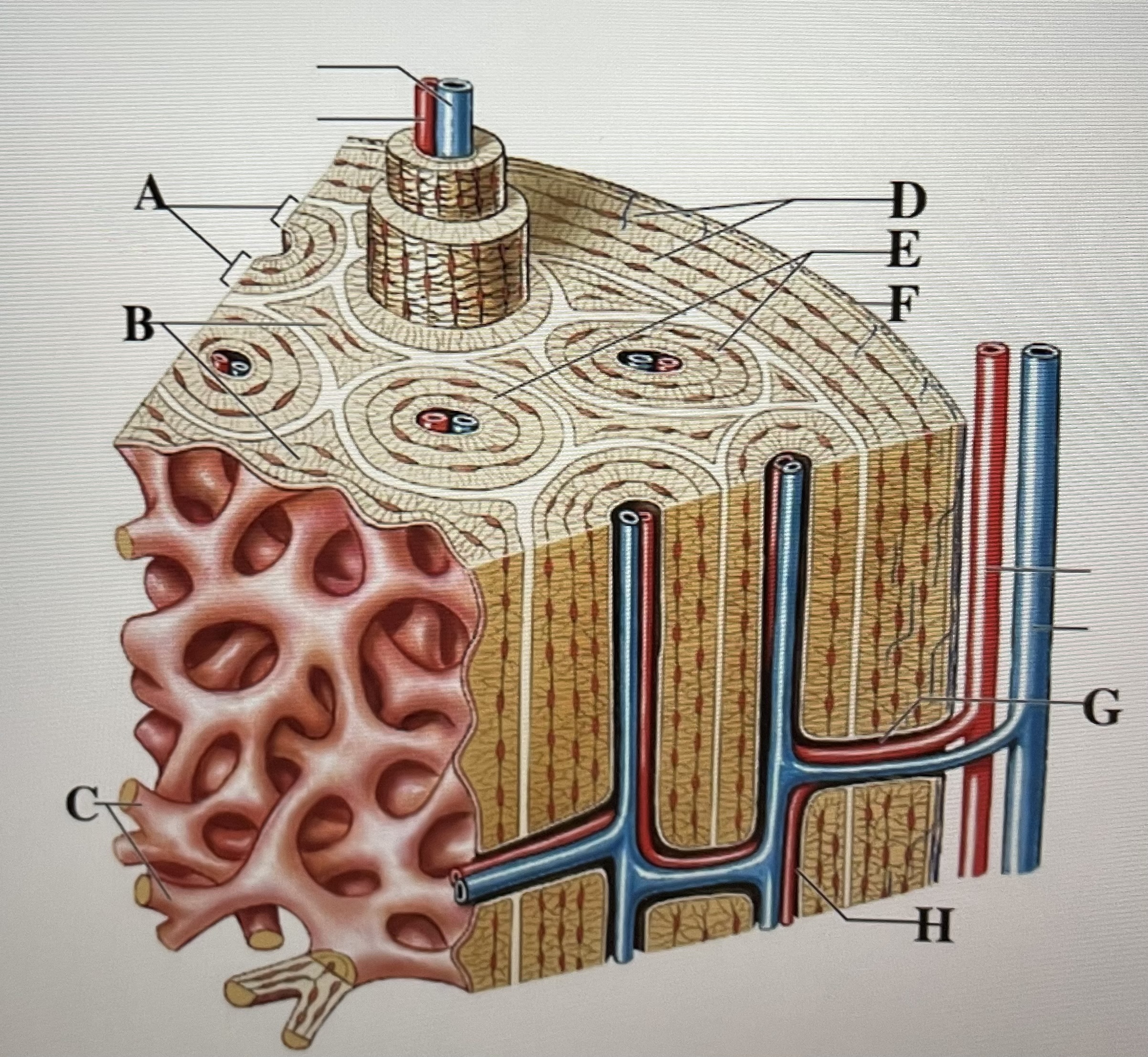 In the figure above,  *are osteons and*  _ are trabeculae 