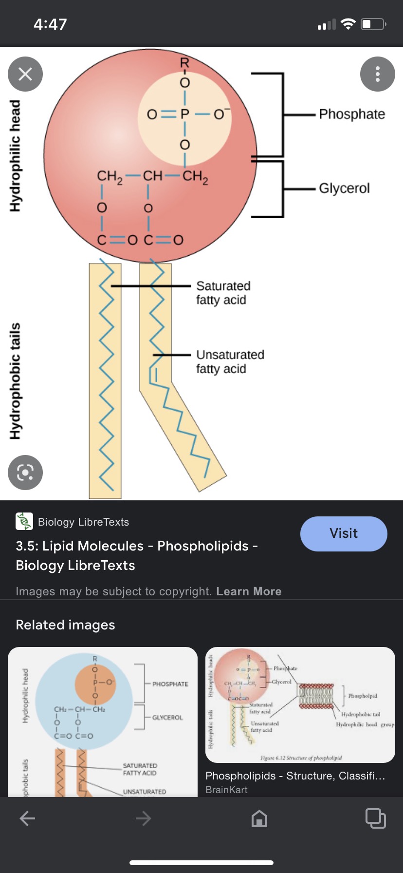 3 carbon back bone
2 fatty acids and a head group
Structural molecules