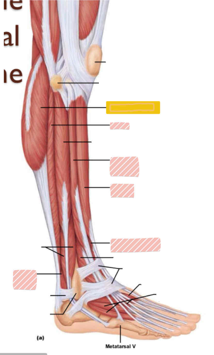 <p>Lateral leg (below knee)</p>