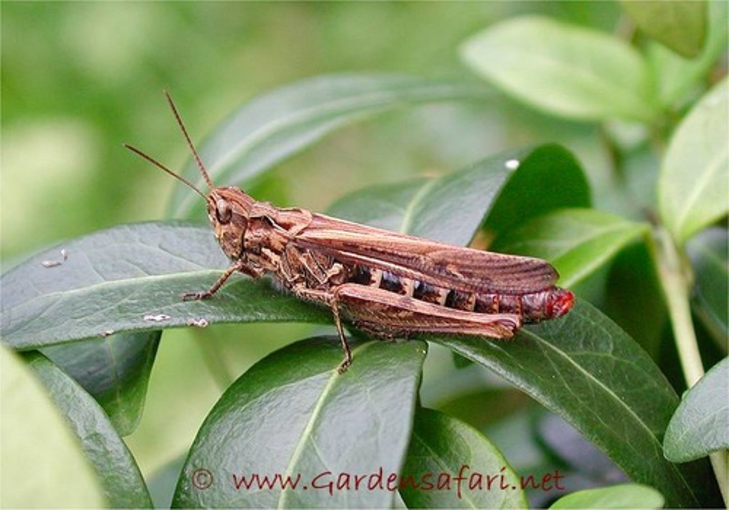 <p>Short-horned grasshoppers</p>