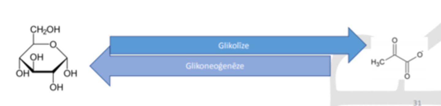 <p>Bieži metabolisko ceļu galaprodukti tieši vai netieši inhibē tos izveidojušos metaboliskos ceļus.</p><p>-Piemēram: augsta ATF koncentrācija inhibē glikolīzi un novērš tālāku glikozes noārdīšanu.</p>