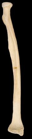 <p>left or right</p>