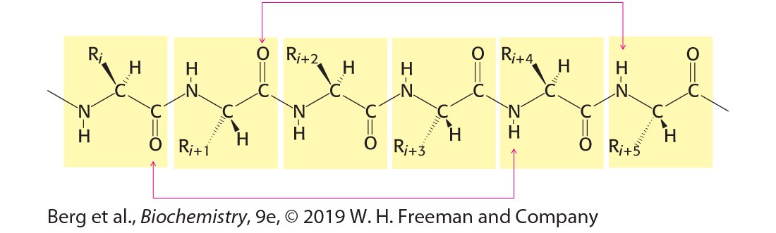 <p>linear sequence of amino acids linked by peptide bonds</p>