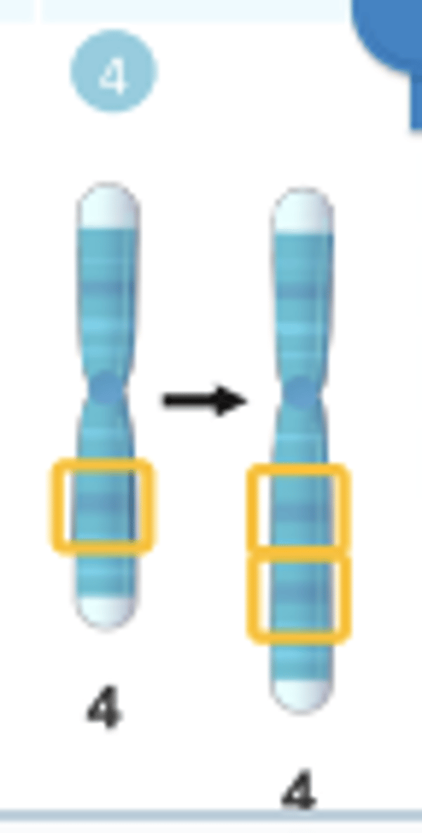 <p>A chromosome</p><p>segment is</p><p>repeated on the</p><p>same chromosome</p>