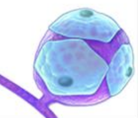 <p>PNS glia that surrounds neuron cell bodies in the ganglia of the peripheral nervous system (PNS).</p>
