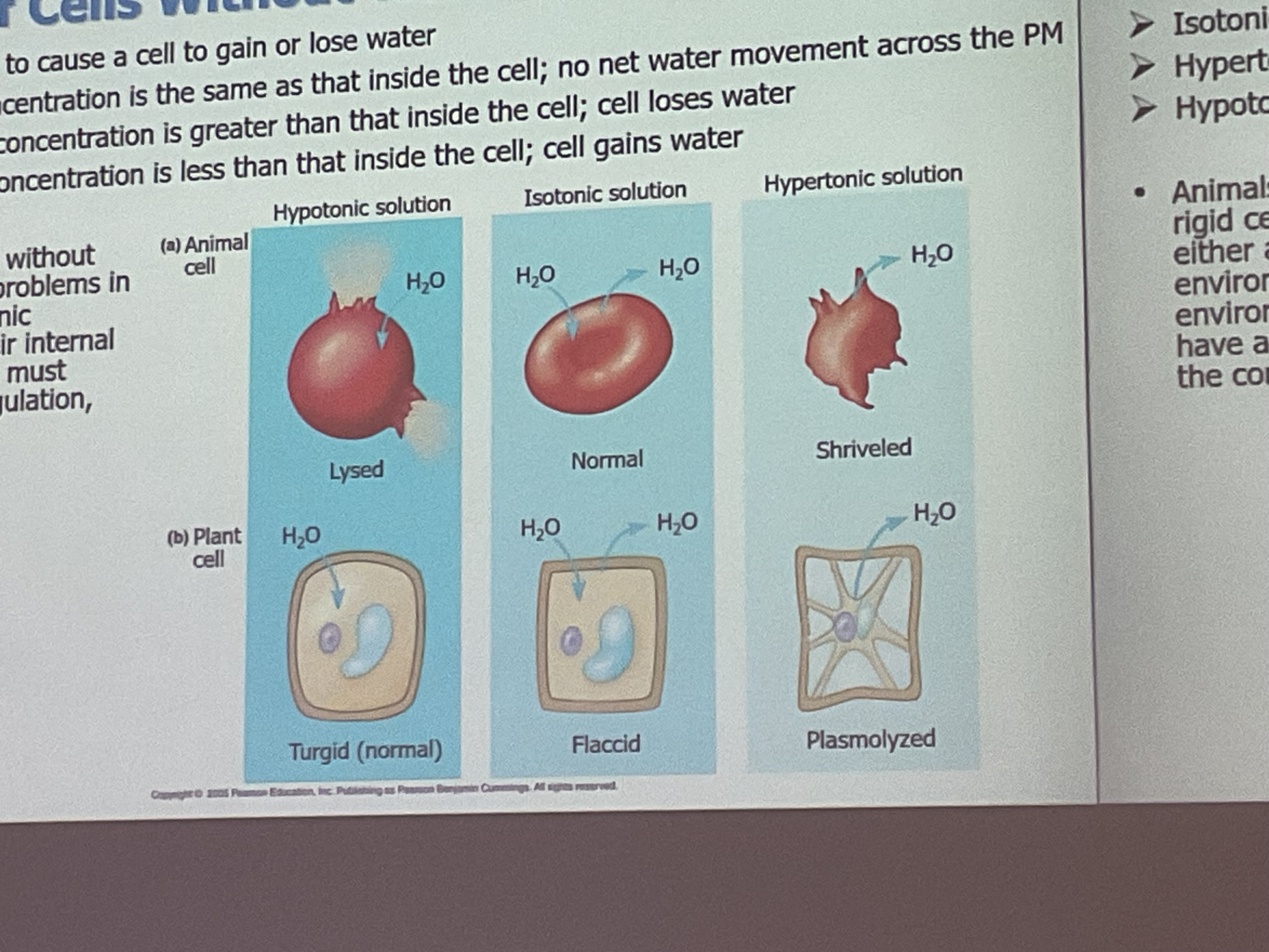 <p>Concentration of solute is greater in the cell—cell gains water( bigger)</p>