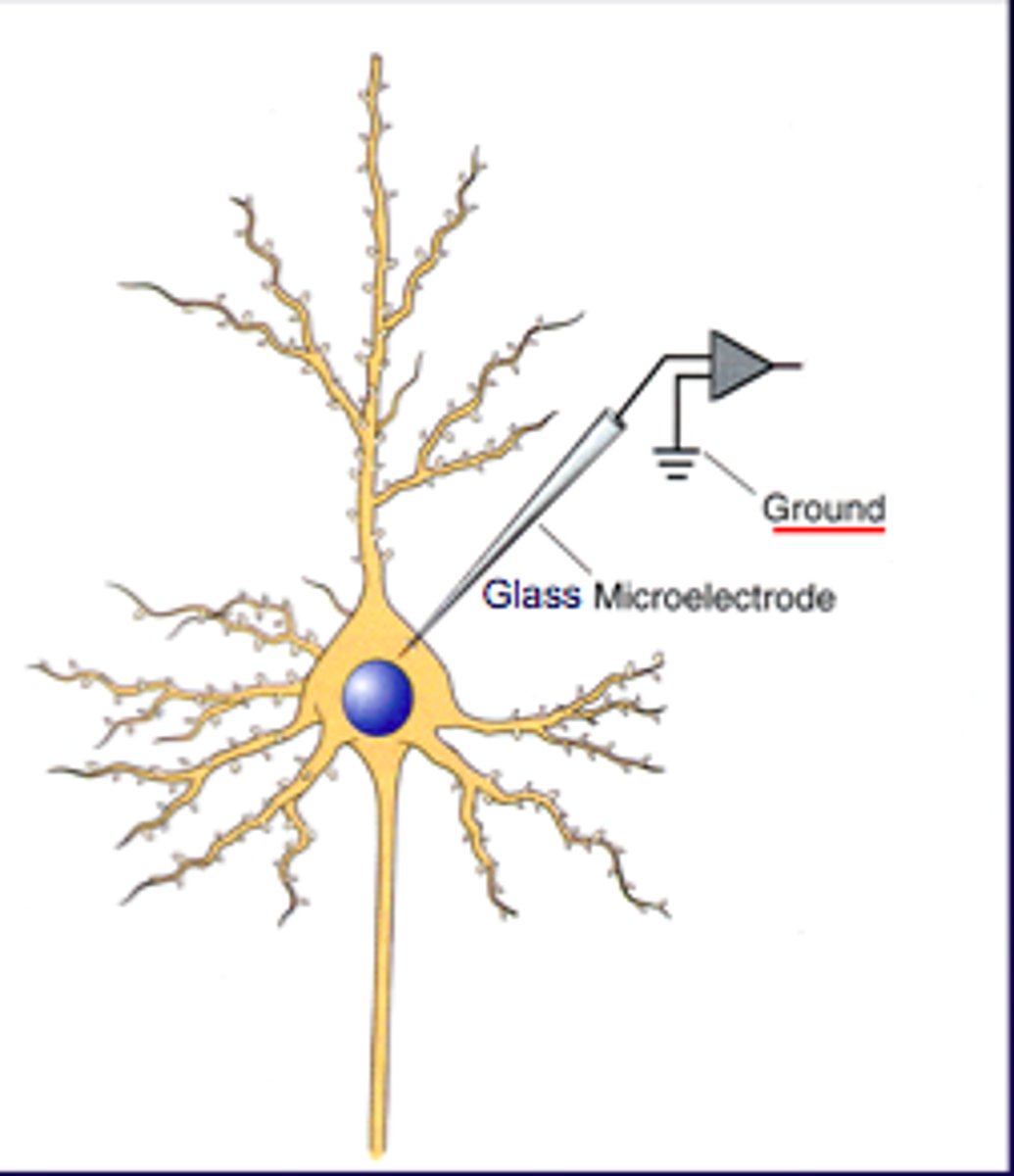 <p>A tiny needle-like tool that can measure the electrical charge inside a neuron.</p>