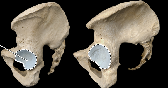 <p>Articulated male (at left) and female (at right) pelves, lateral view</p>