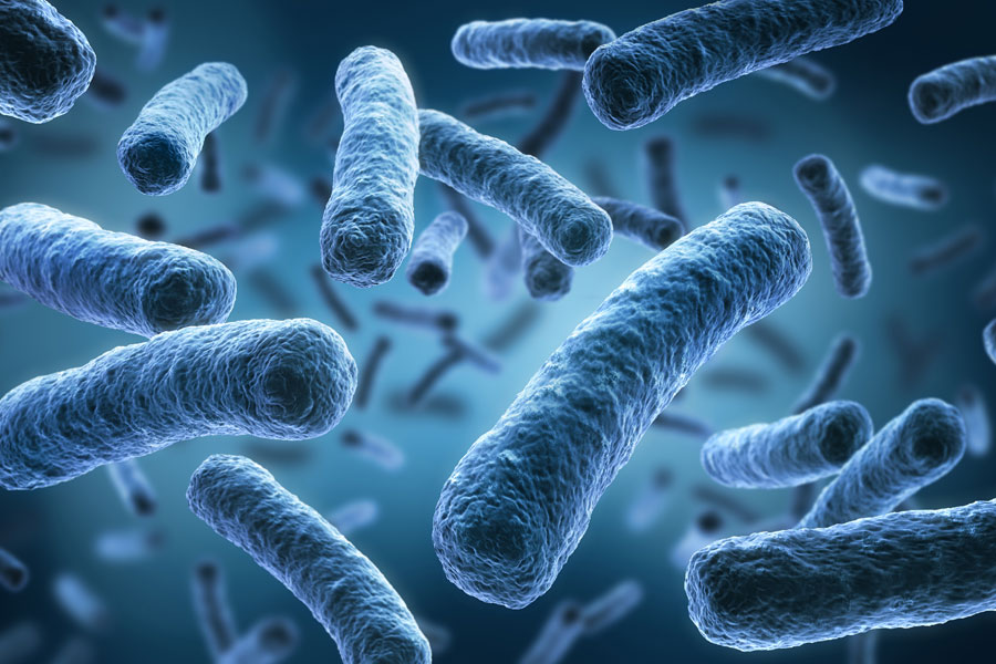 <p>Bacillus</p>