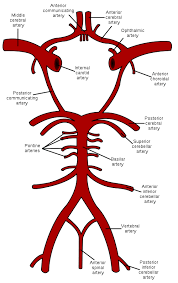 <p>the basilar artery </p>