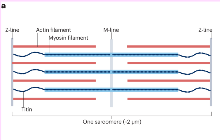 <ul><li><p><span>Delicate fibres that are found within each sarcomere&nbsp;</span></p></li><li><p><span>These are what slide past each other to contract (shorten) the muscle</span></p></li><li><p><span><strong>actin</strong> – thin filament</span></p></li><li><p><span><strong>myosin</strong> = thick filament, has heads and tails&nbsp;</span></p></li></ul><p></p>